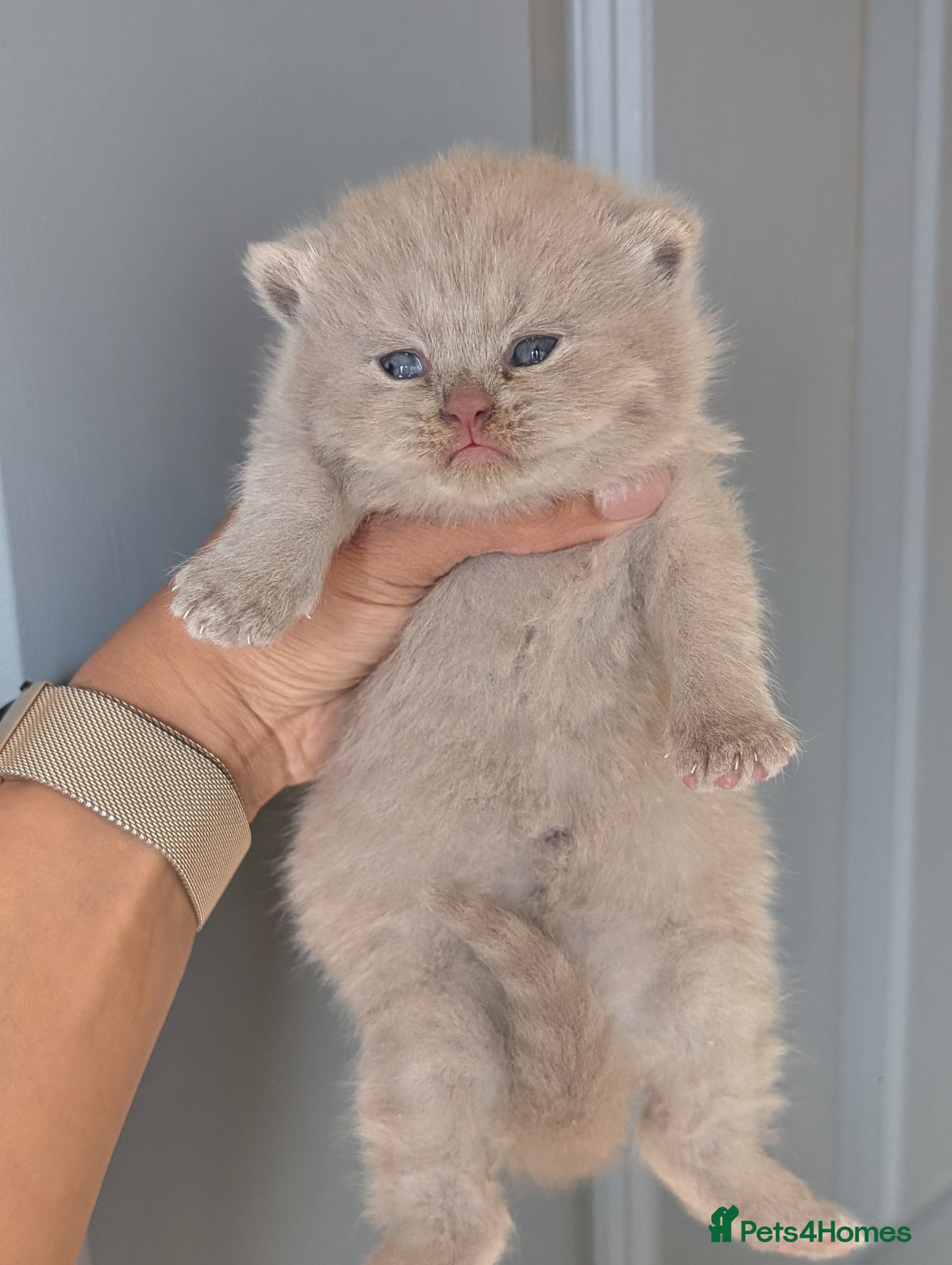 British Shorthair cats GCCF British Shorthair kittens  - Advert 2
