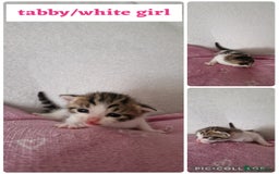 Maine Coon cats for sale: Mainecoon cross kittens - Image 16