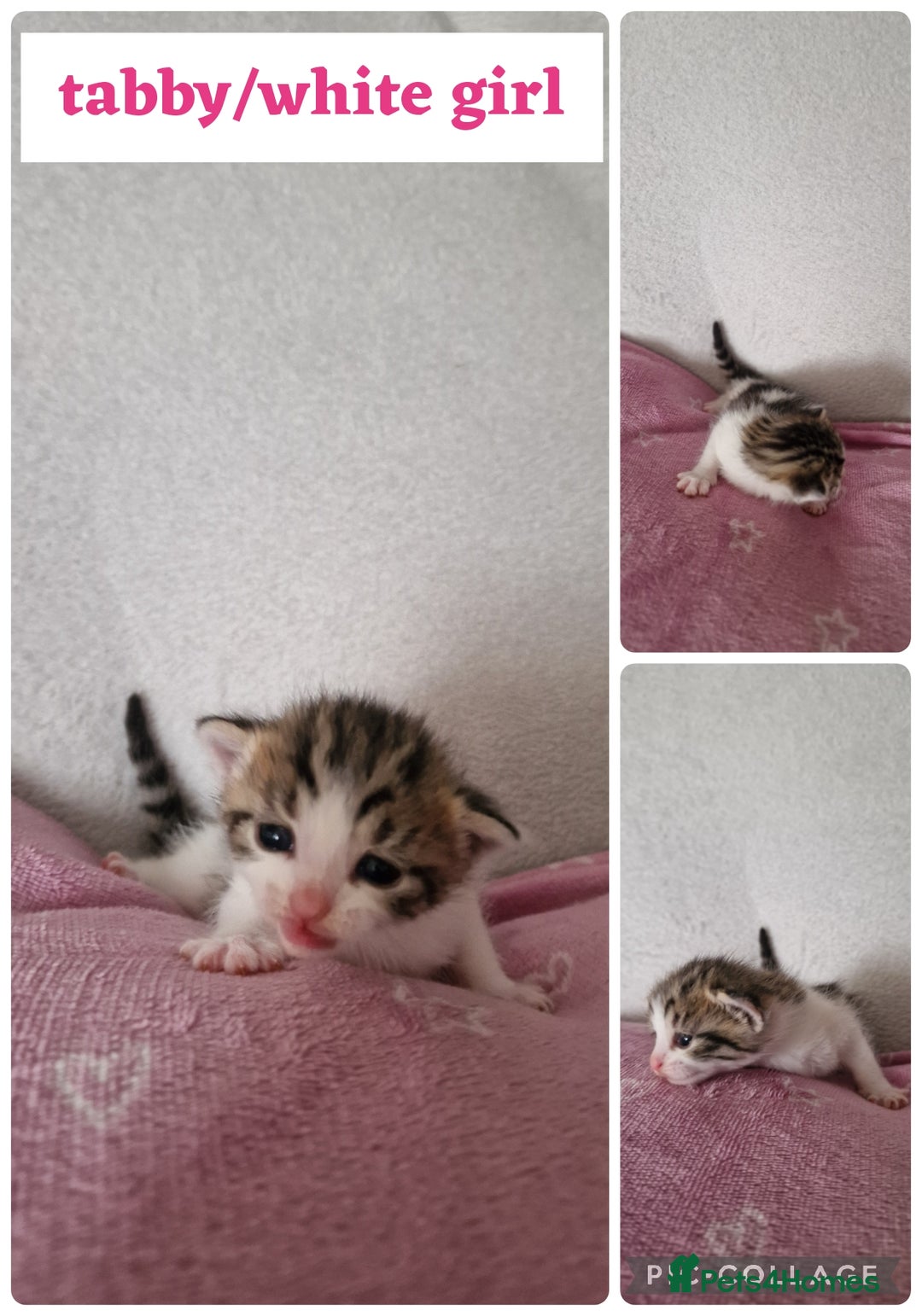 Maine Coon cats for sale: Mainecoon cross kittens - Image 16