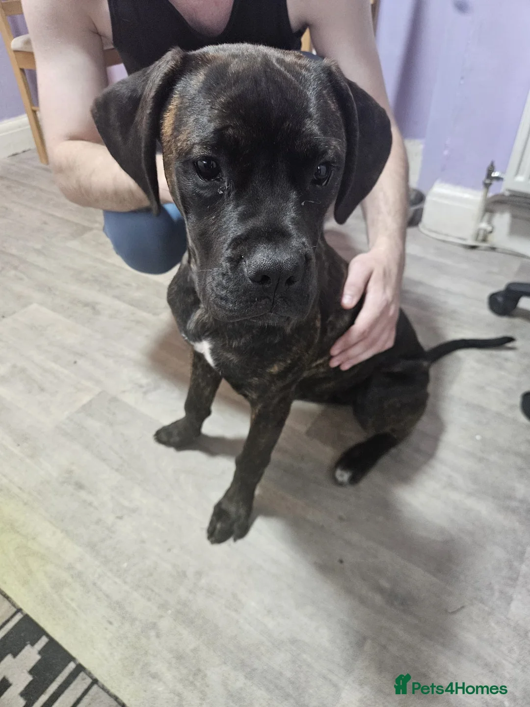 Mixed Breed dogs for sale: 6 month old puppy  - Advert 2