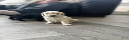 Miniature Poodle dogs for sale: miniature poodles for sale KC registered  - Advert 11