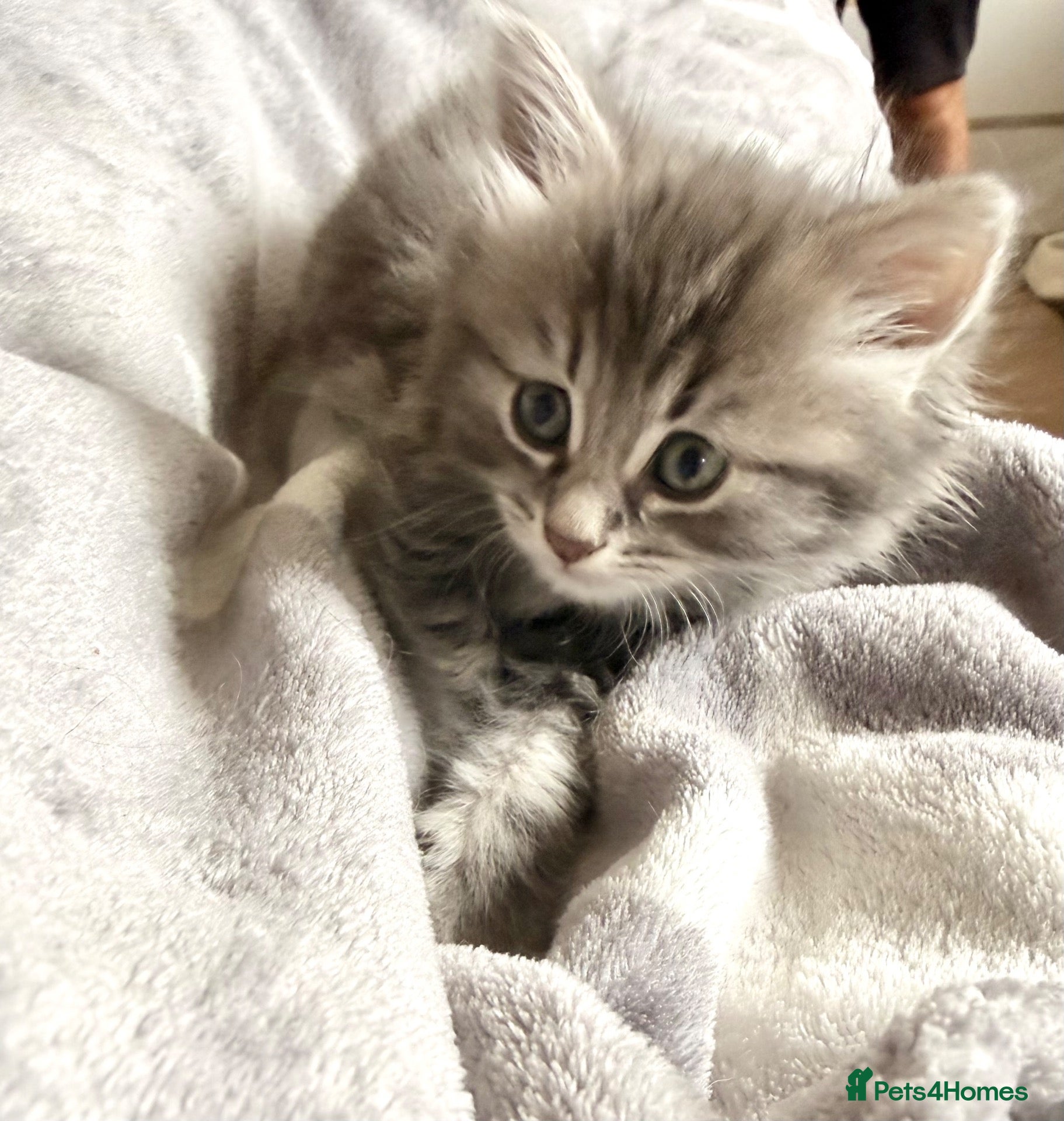 Mixed Breed cats Ragdoll cross female  - Advert 5
