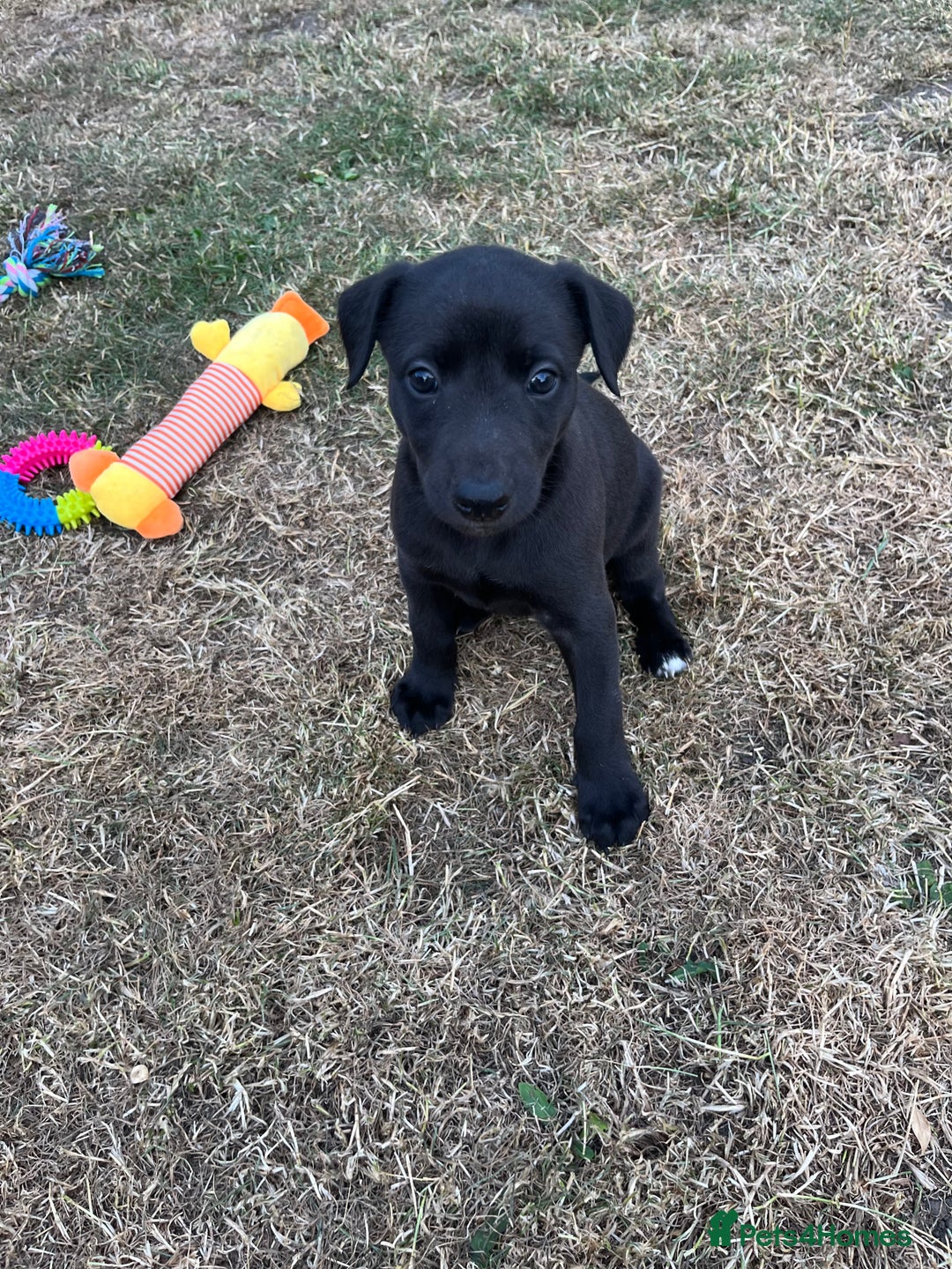 Whippet dogs for sale: 🐾 KC Registered Black Whippet Puppies 🐾 - Image 26