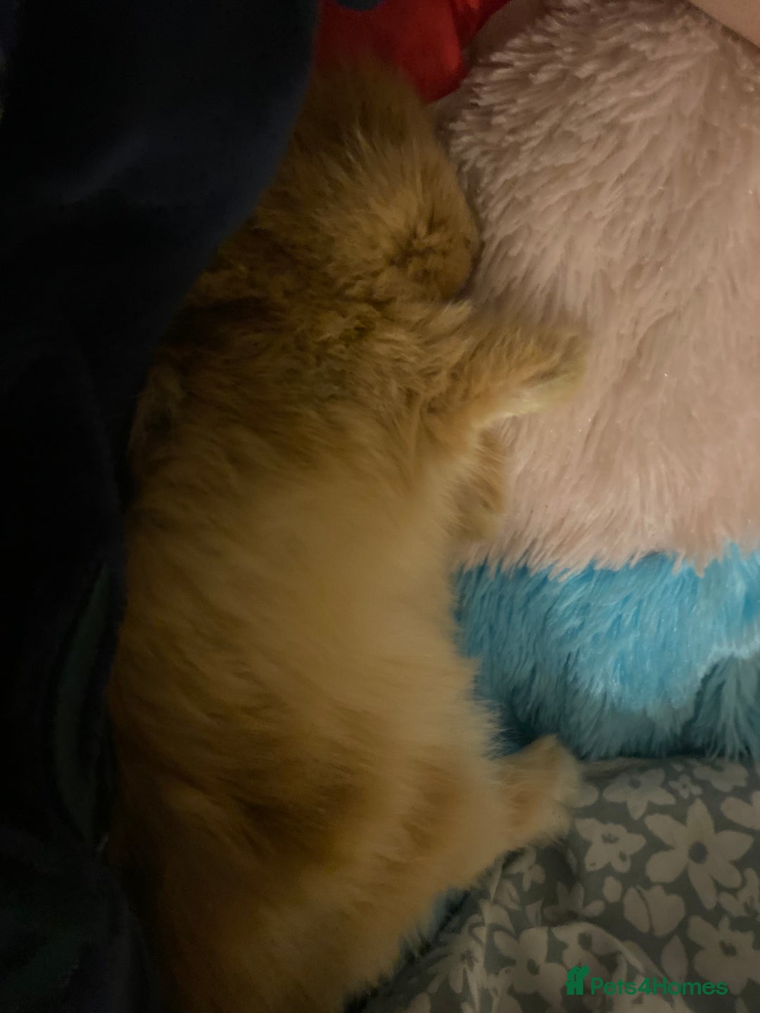 Lionhead rabbits for sale: Baby rabbit  - Advert 4