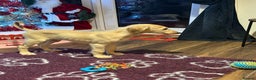 Saluki dogs for sale: Saluki 2 big boys left reduced £ - Advert 3