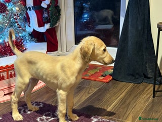 Saluki dogs Saluki **3 left £ reduced (new photos) - Advert 4