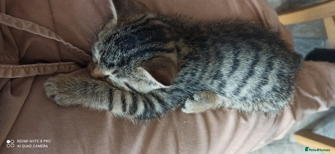 British Shorthair cats for sale: Beautiful tabby kittens - Image 16