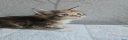 Maine Coon cats for sale: Beautiful Maine Coon Kittens Amazing Lines - Advert 24
