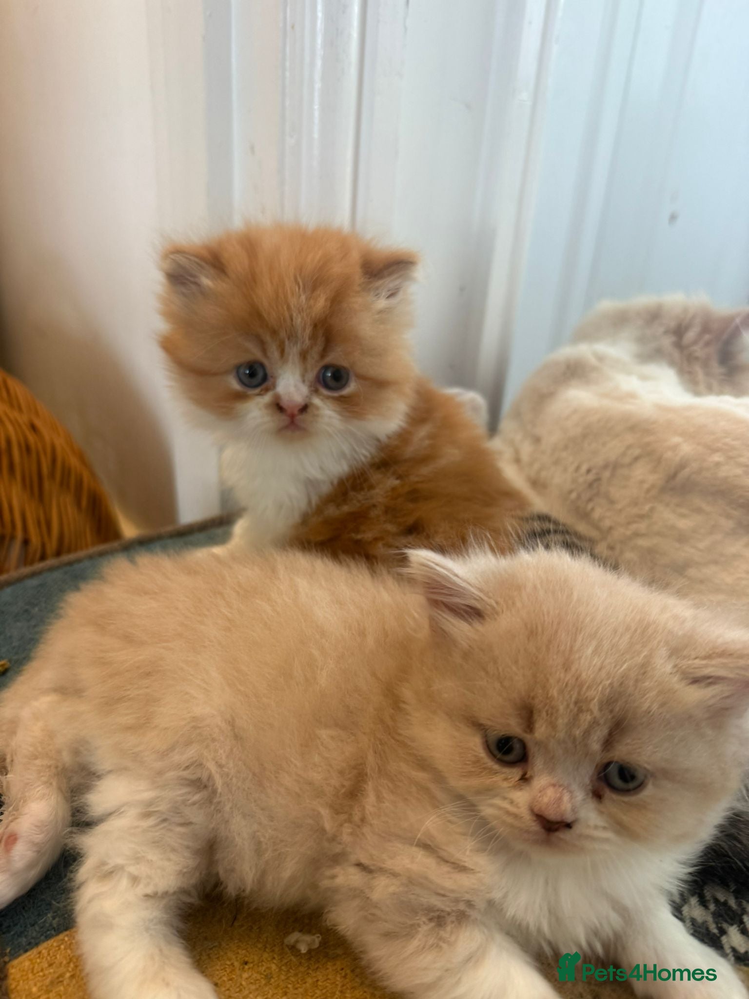 Persian cats Stunning persian kittens  - Advert 2