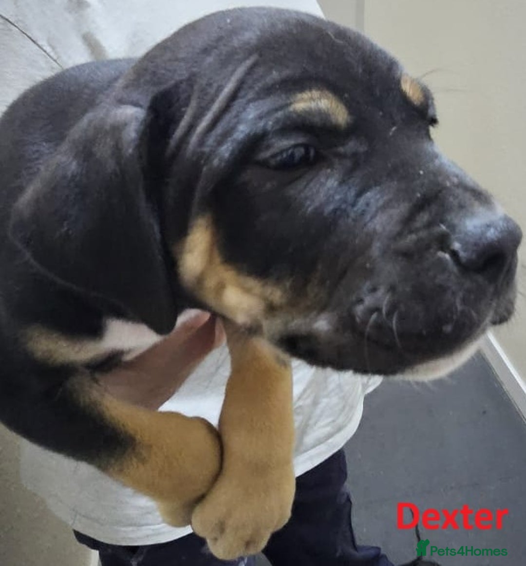 Mixed Breed dogs for sale: Confident & Well-Socialised Presa x Staffy Pups - Image 18