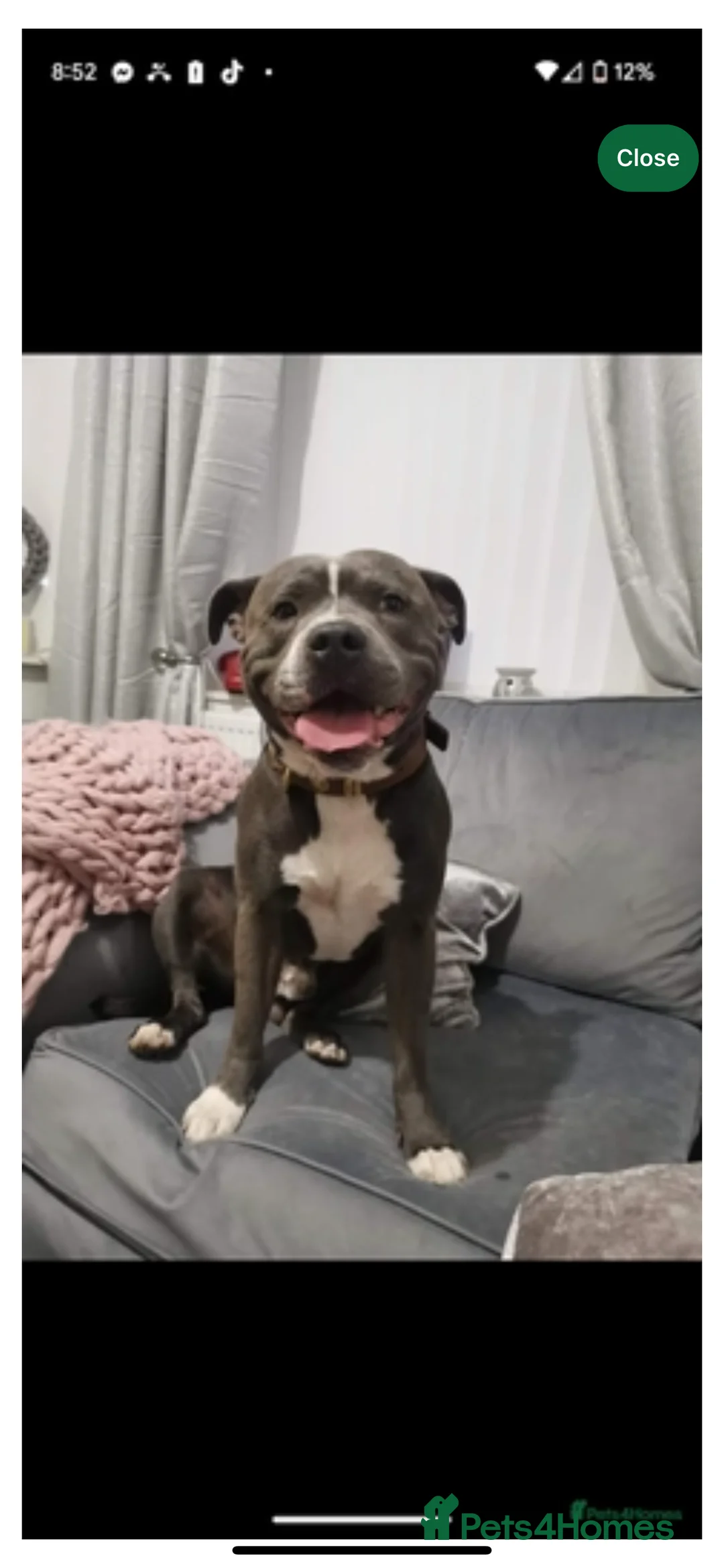 Staffordshire Bull Terrier dogs for sale: Staffy puppy for sale - Advert 21