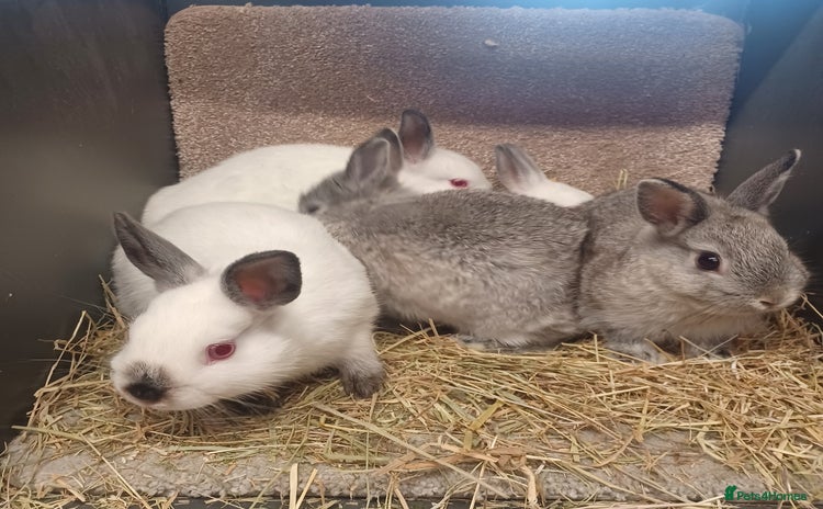 Netherland Dwarf rabbits - Advert 1