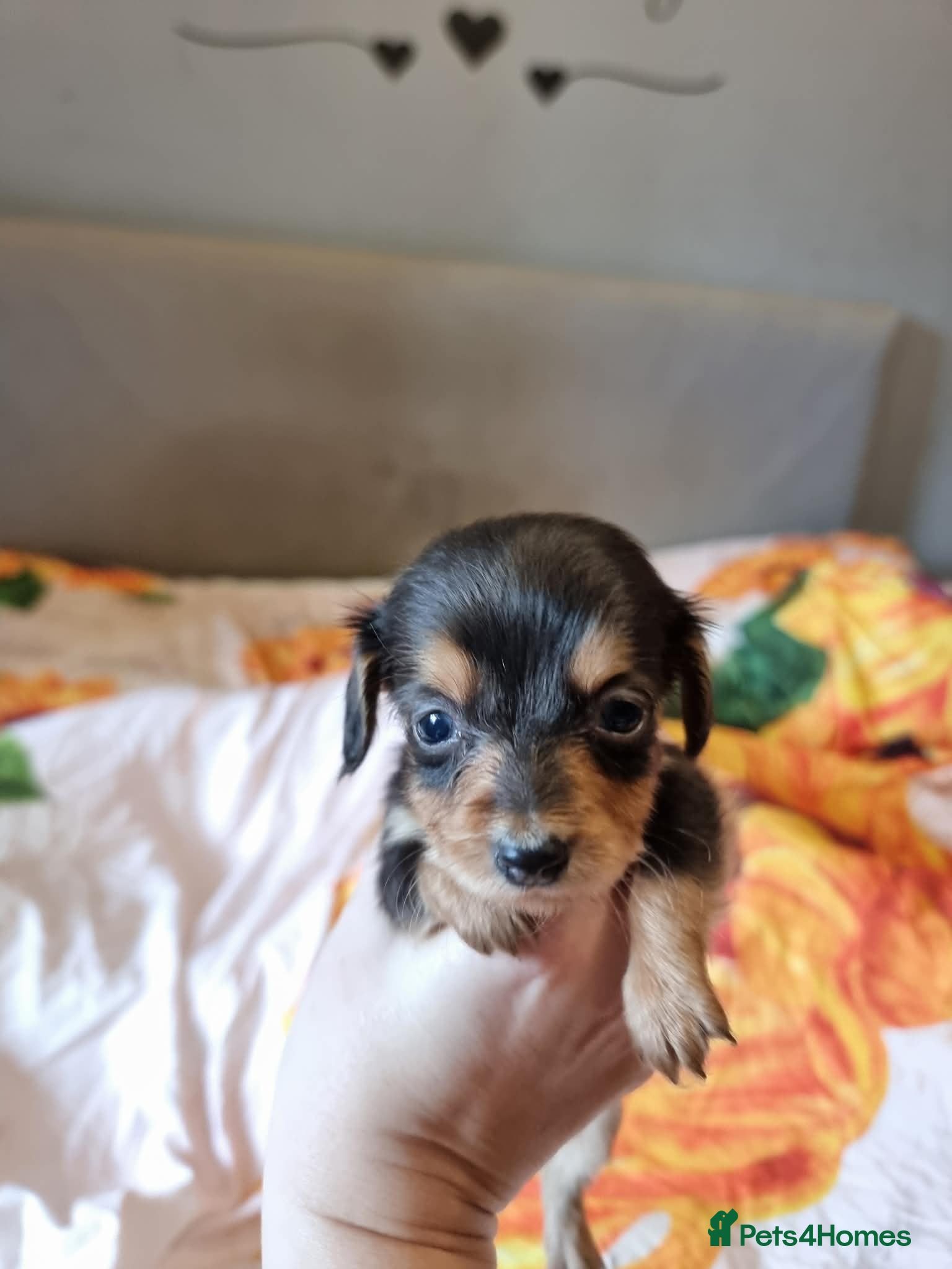 Miniature Dachshund dogs Long Haired Miniature Dachshund Puppies - Advert 7