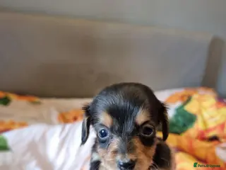 Miniature Dachshund dogs Long Haired Miniature Dachshund Puppies - Advert 7