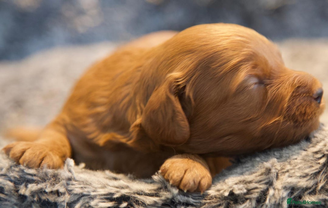 Cavapoo dogs for sale: Gorgeous F1B Fox Red Cavapoo Puppies - Image 15