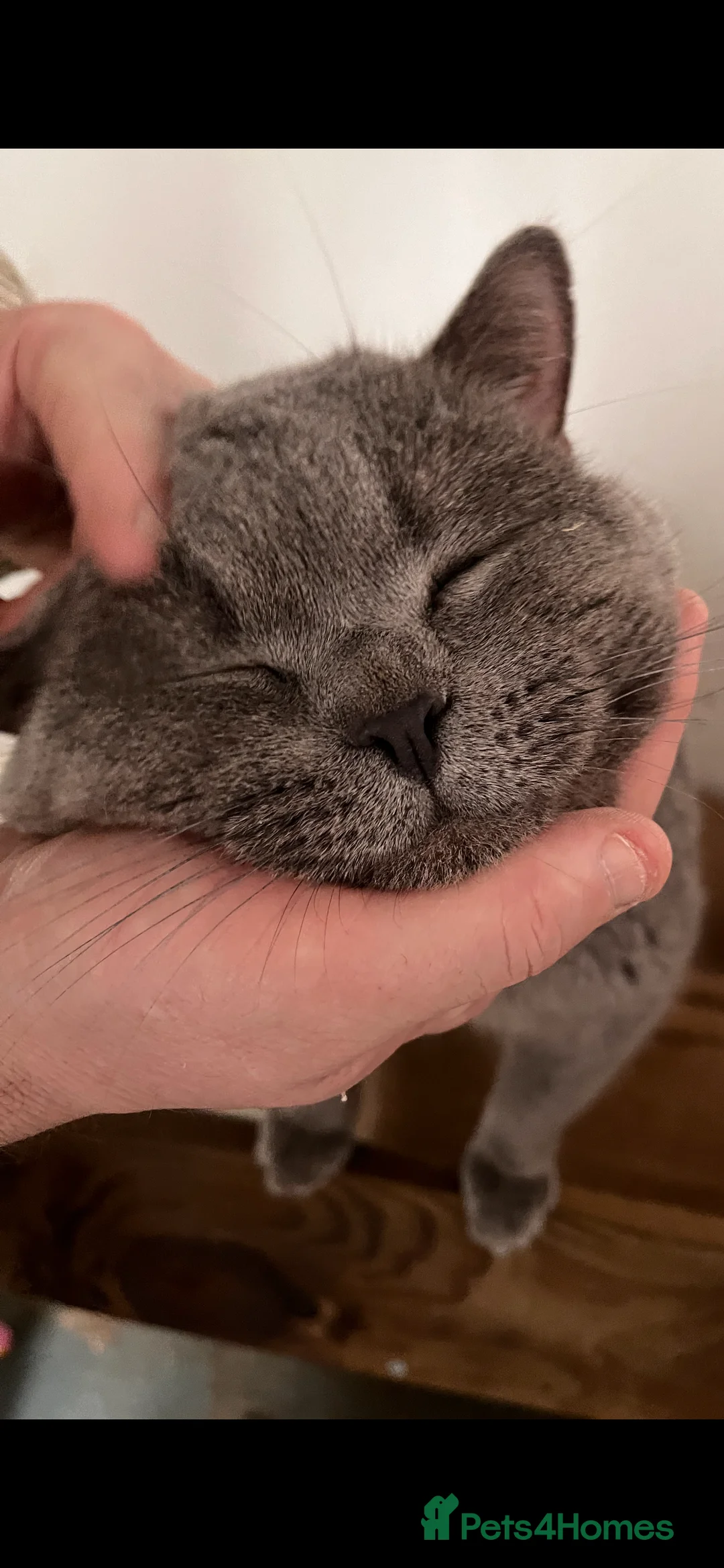 British Shorthair cats for stud: 🩶 British Shorthair Stud  in Alloa - Advert 4