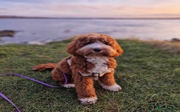 Australian Labradoodle dogs for sale: Pure Multigen Australian Labradoodle Puppies - Image 34