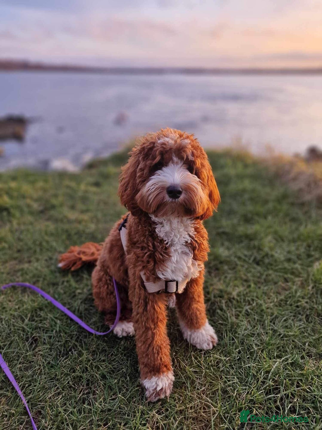 Australian Labradoodle dogs for sale: Pure Multigen Australian Labradoodle Puppies - Image 34