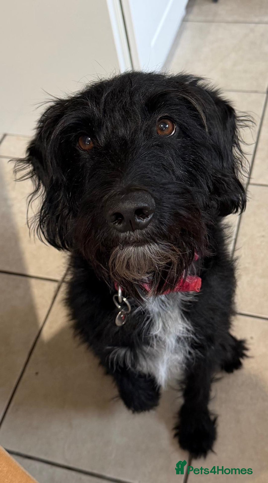 Mixed Breed dogs for adoption: Sweet Oscar Needs Love  - Advert 1