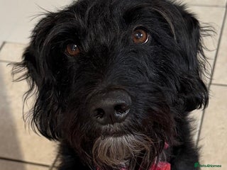 Mixed Breed dogs Sweet Oscar Needs Love - Advert 1