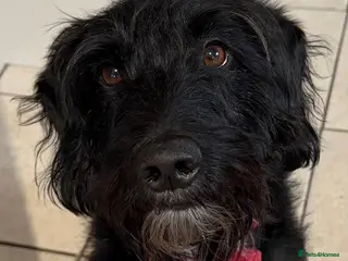 Mixed Breed dogs Sweet Oscar Needs Love - Advert 2