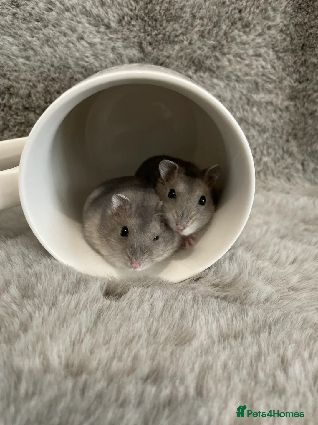 Hamster rodents for sale: Baby Winter White Russian hamsters from show stock - Advert 4