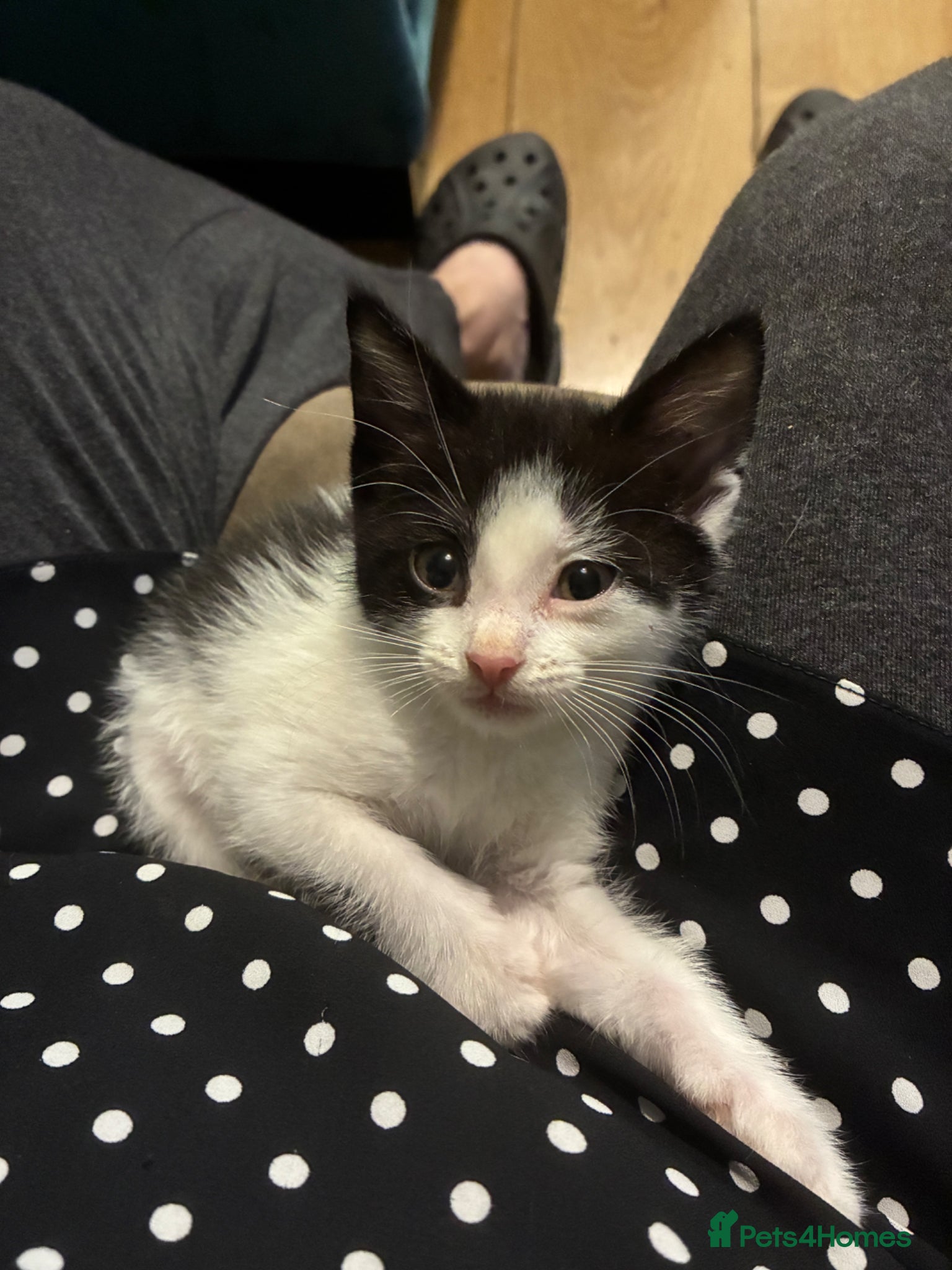 Domestic Shorthair cats 1 female kitten left from a litter of 4 ready now - Advert 17