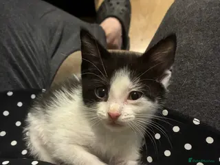 Domestic Shorthair cats 1 female kitten left from a litter of 4 ready now - Advert 17