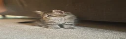 Mixed Breed cats for sale: Tabby long haired pretty kitten in Gloucester - Advert 5