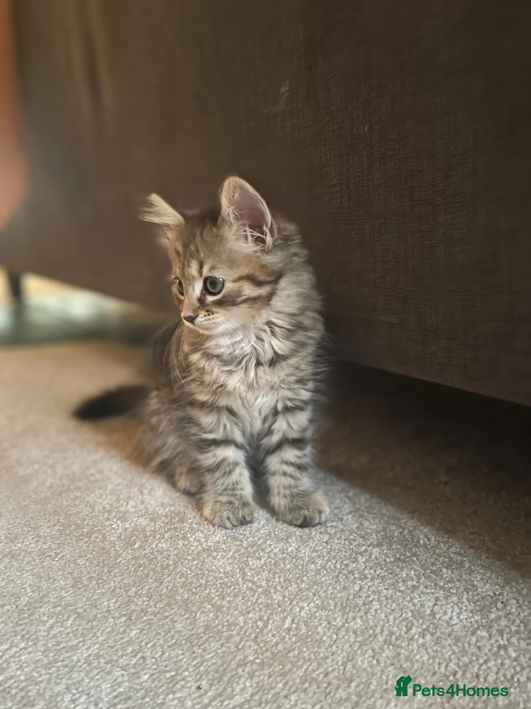 Mixed Breed cats for sale: Tabby long haired pretty kitten in Gloucester - Advert 5