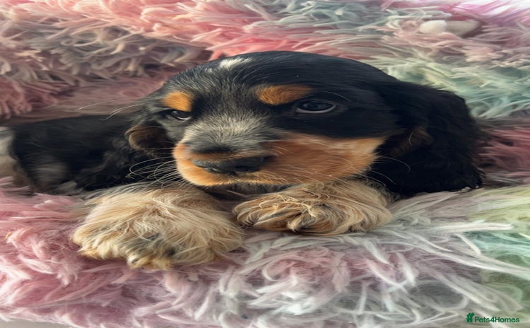 Cocker Spaniel dogs Quality KC Reg Show Cocker Spaniels - Advert 4