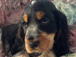 Cocker Spaniel dogs Quality KC Reg Show Cocker Spaniels - Advert 1