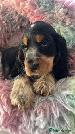 Cocker Spaniel dogs Quality KC Reg Show Cocker Spaniels - Advert 4