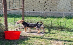 Mixed Breed dogs for adoption: Cola for adoption - Image 6