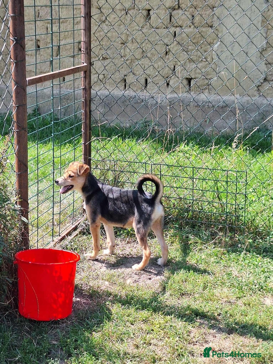 Mixed Breed dogs for adoption: Cola for adoption - Image 6