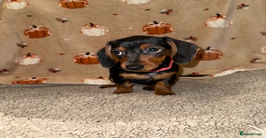 Miniature Dachshund dogs - Advert 2