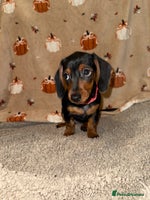 Miniature Dachshund dogs - Advert 2