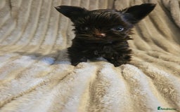 Yorkshire Terrier dogs for sale: SmaltypeYorkshire terrier Chocolate/black IHR.e.V  - Image 22