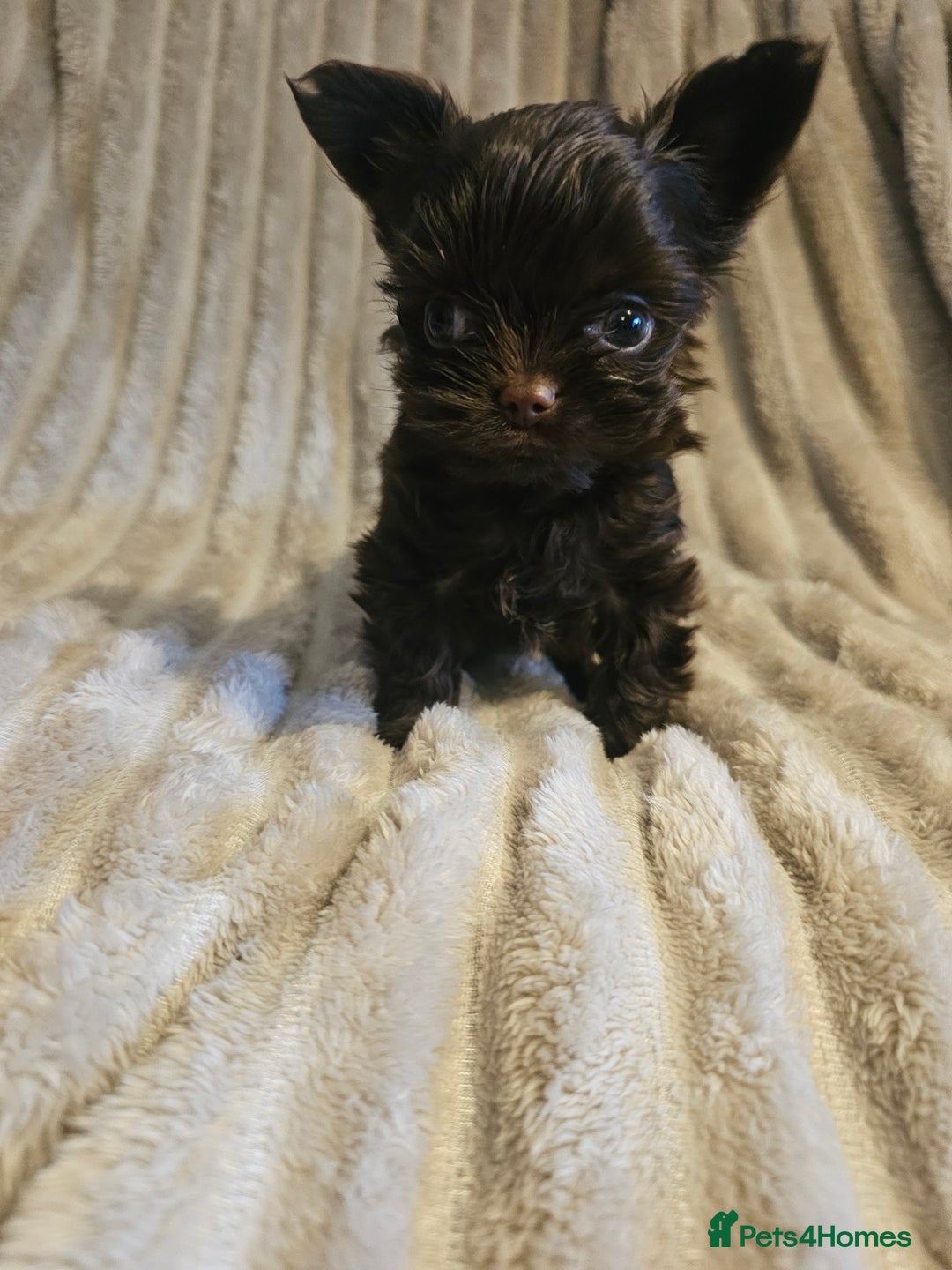Yorkshire Terrier dogs for sale: SmaltypeYorkshire terrier Chocolate/black IHR.e.V  - Image 22