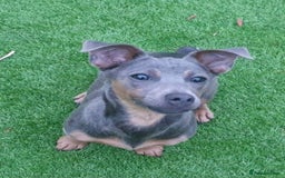 Jack Russell dogs for sale: Miniature Lilac & Blue Jack Russell puppies  - Image 19