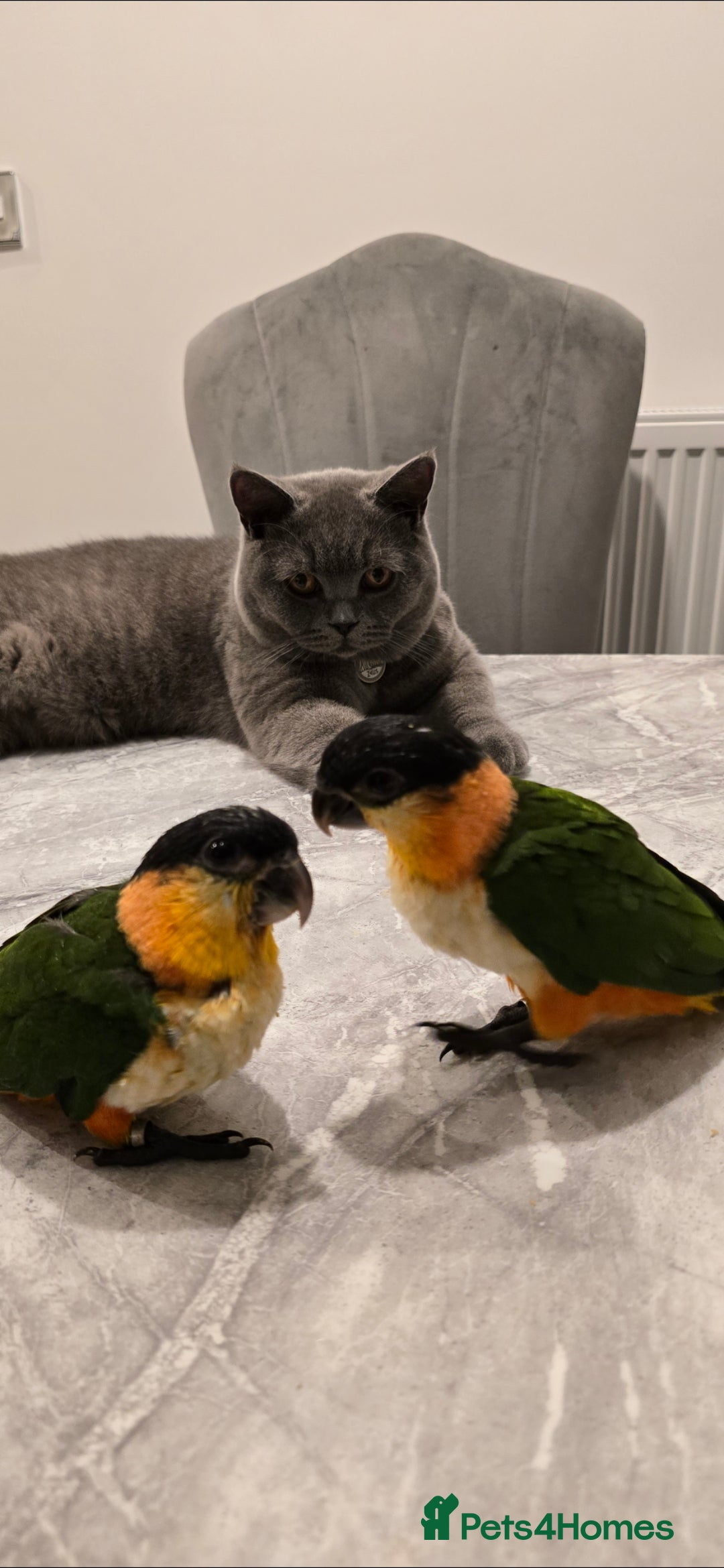 Parrots birds for sale: black headed Caiques hand reared babies  - Advert 10