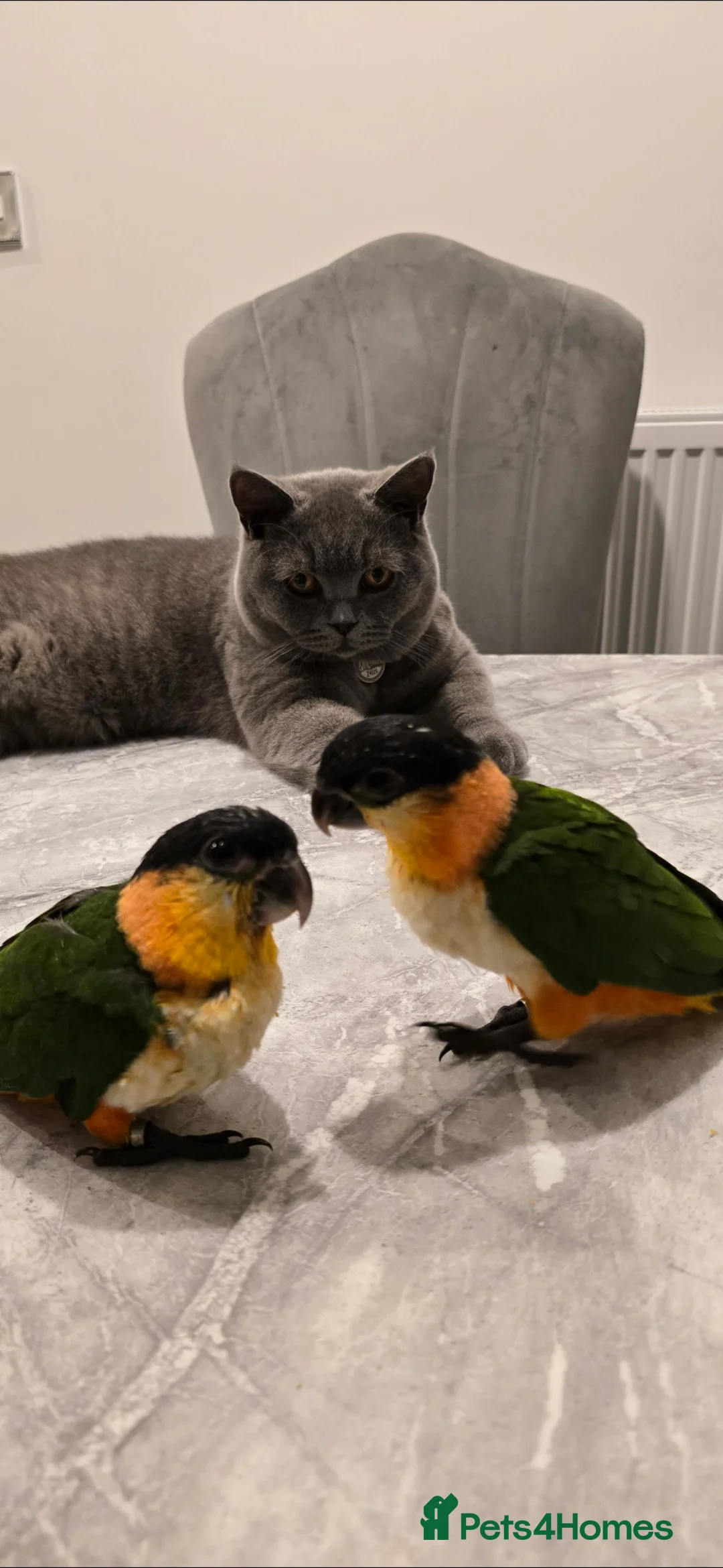 Parrots birds for sale: black headed Caiques hand reared babies  - Advert 10