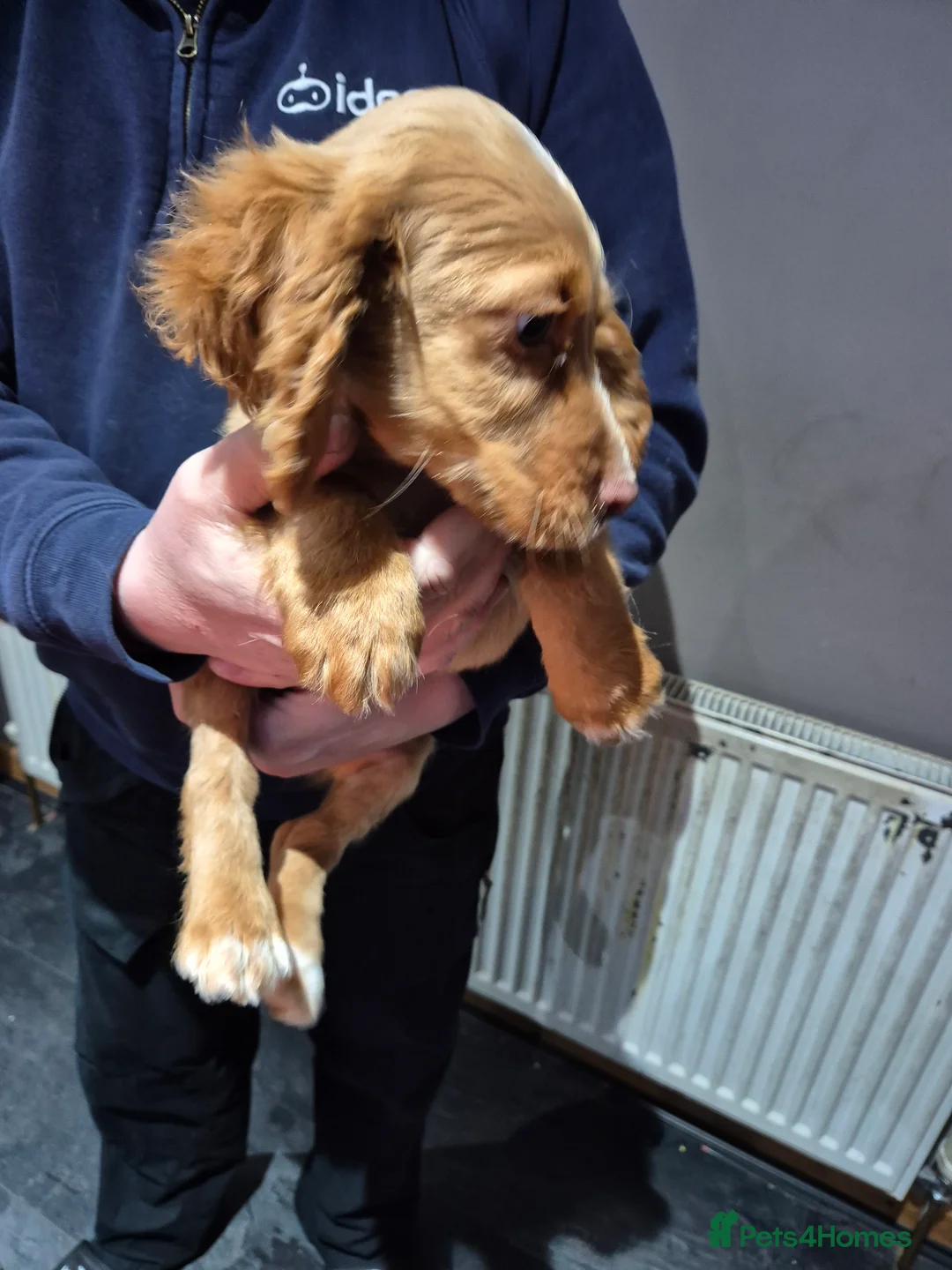 Cocker Spaniel dogs for sale: Golden COCKER SPANIEL PUPPY  - Advert 5