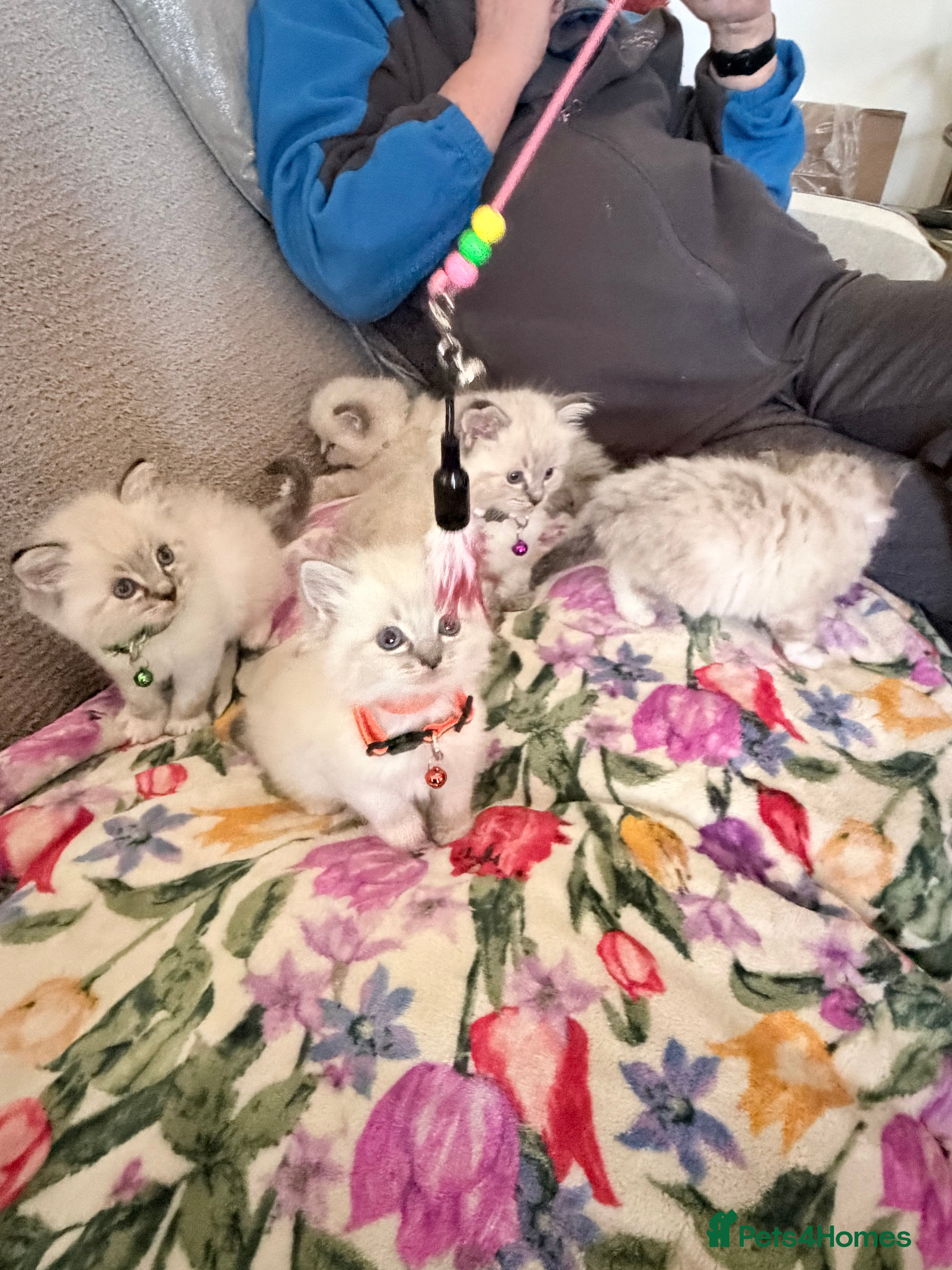 Ragdoll cats Special Ragdoll babies  - Advert 3