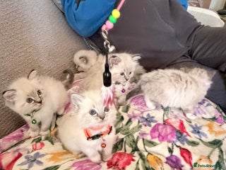 Ragdoll cats Special Ragdoll babies - Advert 10