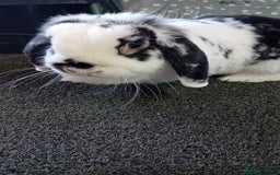 Mini Lop rabbits for sale: Mini Lop for sale  - Image 1
