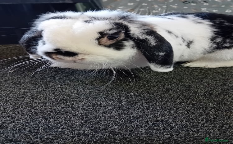 Mini Lop rabbits - Advert 2
