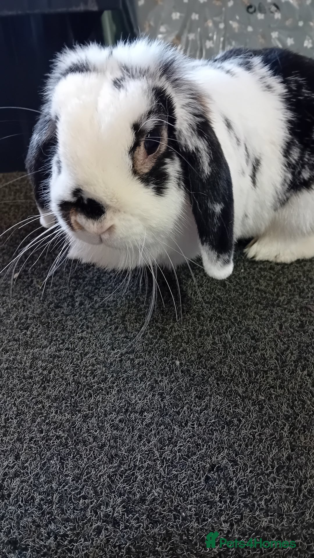 Mini Lop rabbits for sale: Mini Lop for sale  - Image 1
