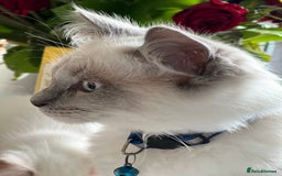 Ragdoll cats for sale: Blue mitted and bicolour ragdolls - Image 21