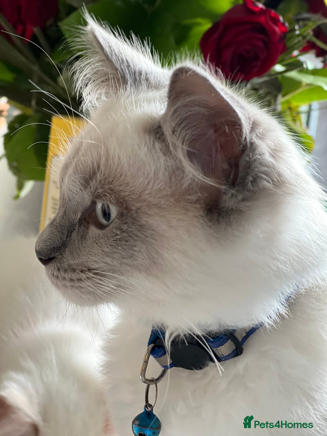 Ragdoll cats for sale: Blue mitted and bicolour ragdolls - Image 21